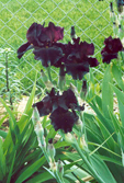 Black as Night
